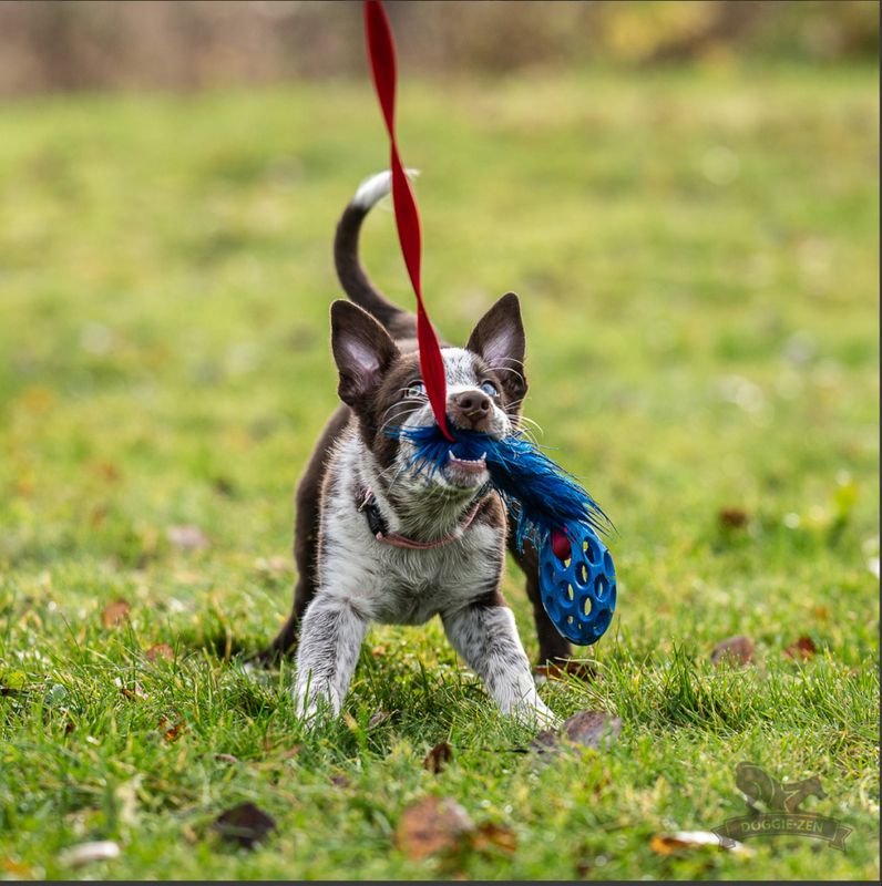 Elastisk fuskepelsjagerkampis med Hol-ee Football