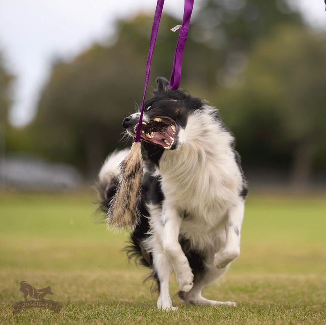 Hovedbilde Grevlingjagerkampis
