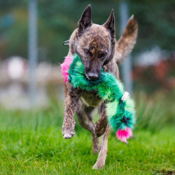 Hovedbilde Pipkaktus