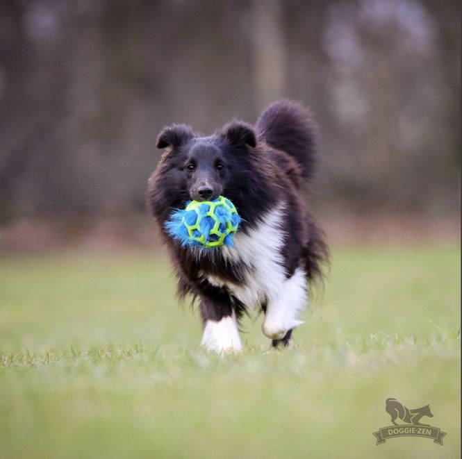 Hovedbilde Fuskpälspip till Hol-ee-leksaker M
