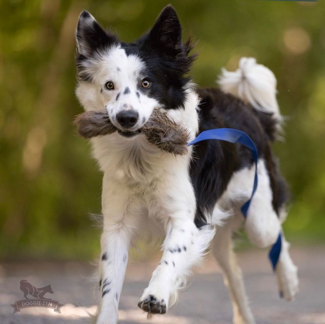 Hovedbilde Beverjagerkampis 