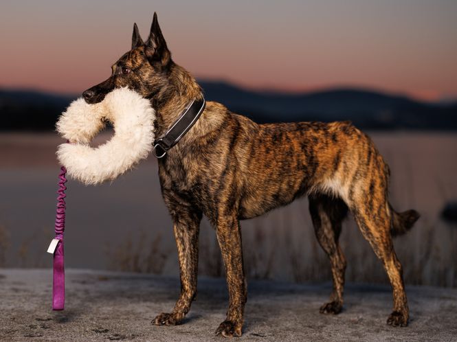 Hovedbilde Elastisk kampring Large