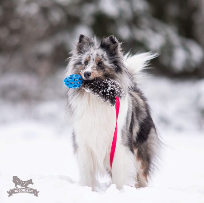 Hovedbilde Elastisk fårskinnsjagarkampis med Hol-ee Football ...