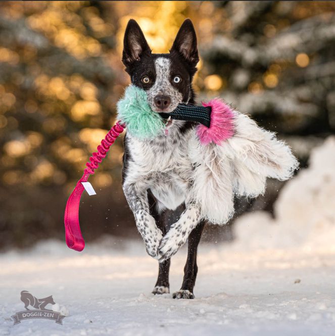 Hovedbilde Elastisk pipblekksprutkampis saueskinn