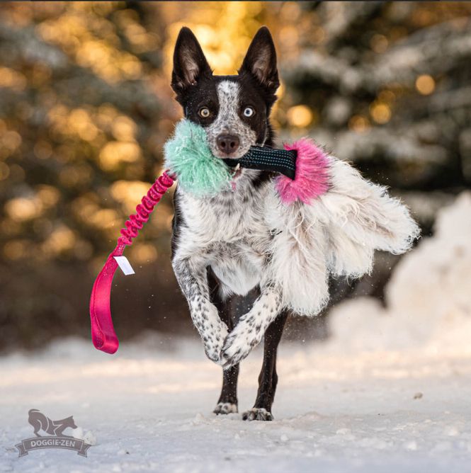 Hovedbilde Elastisk pipblekksprutkampis saueskinn