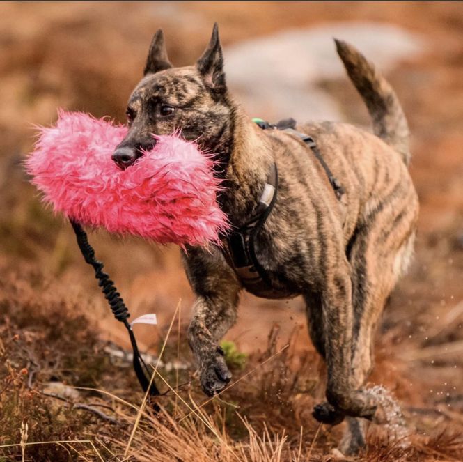 Hovedbilde Elastisk knitrekampis fuskepels - korthåret