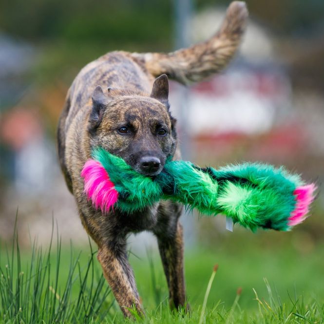 Hovedbilde Prasselkaktus